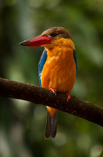 Stork-billed Kingfisher von Louise Heusinkveld