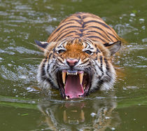 Angry Tiger by Louise Heusinkveld