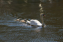 Swan and Cygnets von Louise Heusinkveld