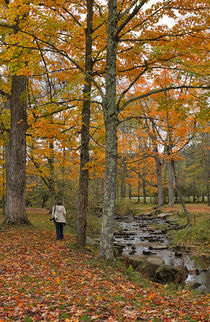 A walk in the woods in autumn by Louise Heusinkveld