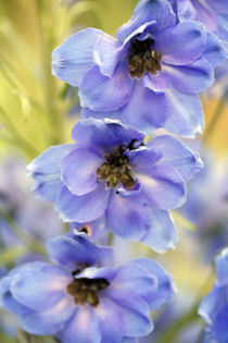 Delphinium by Brian Haslam