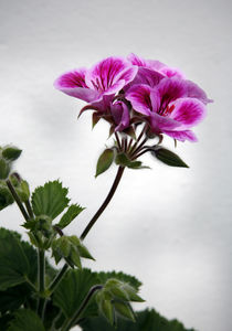 Pelargonium by Brian Haslam