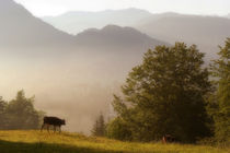 Wenn der Morgen erwacht in den Bergen by pichris