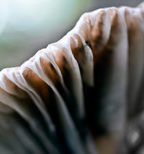 Abstract Mushroom v.1 von Amos Edana