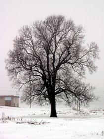 The tree by Rinn Phoenix