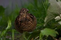 Ruffed Grouse on the ground by grimauxjordan