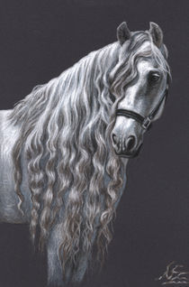 Andalusier - Andalusian Horse von Nicole Zeug
