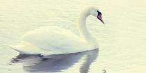 Swan Posters von Falko Follert