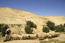 Judean desert, a flock of sheep in Wadi Qelt von Hanan Isachar
