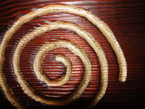 Golden spiral  von Arthur N.