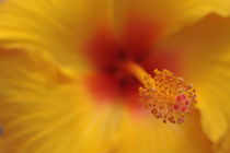 Hibiskus von Angela Bruno