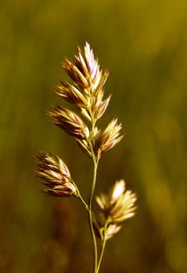 Herbstblüte von Martin Schaier