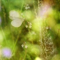 morning dew by Franziska Rullert