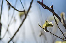 Signs of spring von Alexander Horn