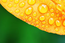 macro drops on leaf von infin1ty