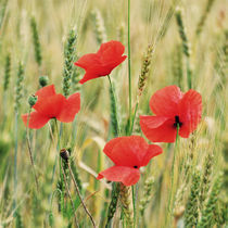 Poppies by Maria Livia Chiorean