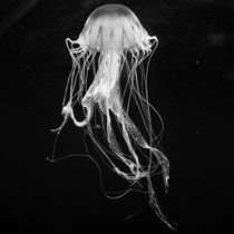 Jellyfish III von Joaquin Novak-Zarate