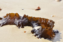 On the beach  by Tom Sroka