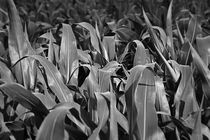 Corn by Tom Sroka