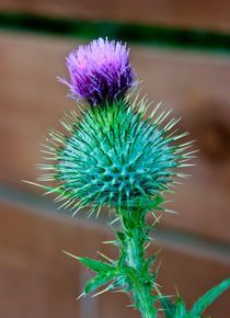 Scottish Thistle von Buster Brown Photography