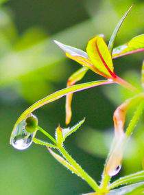 Water is Life von Buster Brown Photography