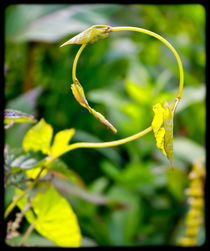 Circle of Life von Buster Brown Photography