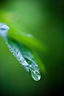 Drops in Green v.2 von Amos Edana