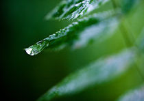 Drops in Green v.1 von Amos Edana