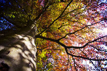 The Old Giant Tree by Marc Garrido Clotet