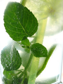 mojito fresh von Roland  Vanoverberghe