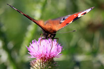 Peacock butterfly buy posters von Falko Follert