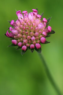 Wiesen Blume von Falko Follert