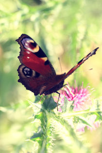 Schmetterling Tagpfauenauge  by Falko Follert