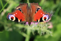 Peacock butterfly by Falko Follert