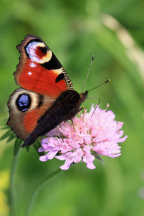 Peacock butterfly by Falko Follert