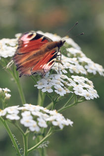 Peacock butterfly by Falko Follert