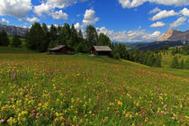 Blumen und Berge by Wolfgang Dufner