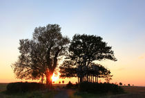 Old trees in special light by Wolfgang Dufner