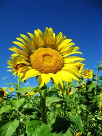 Sonnenblume von Maria-Anna  Ziehr