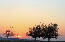 Trees and sunset von Wolfgang Dufner