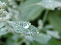 Dew drop von Admir Idrizi
