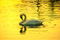 Swan on gold  by Andrea Capano