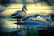  Duck on hippo_Berlin von Leonardo Filippi