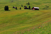 Wo die Bergblumen blühen von Wolfgang Dufner