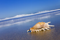 Seashell by Alex Bramwell