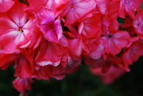 Pink Flowers by Lina Shidlovskaya