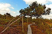 Weg durch das Moor by Wolfgang Dufner