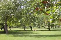 Plummboom,s Garden von Michael Beilicke