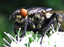 Fliege von Roland H. Palm