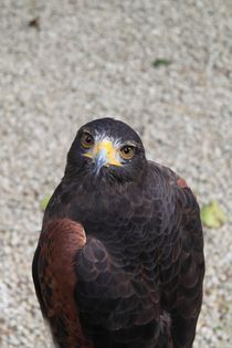 Wüstenbussard by Armin Frey